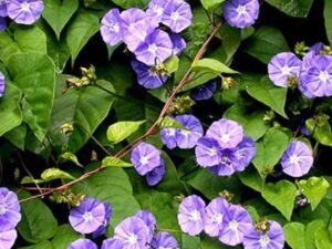 Skyblue Clustervine - Plant