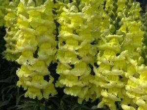 Antirrhinum, Snapdragon (Yellow) - Plant