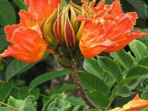 Spathodea Campanulata, Fountain Tree - Plant