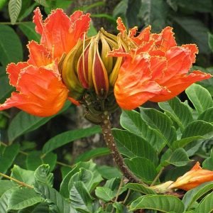Spathodea Campanulata, Fountain Tree - Plant