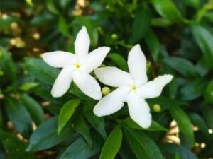 Srilankan Tagar (White) - Plant