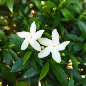 Srilankan Tagar (White) - Plant