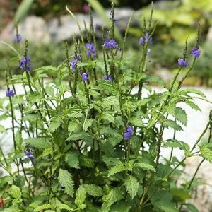 Stachytarpheta (Any Color) - Plant