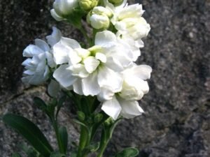 Gillyflower, Stock - Plant