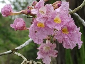 Tabebuia Rosea, Savannah Oak - Plant