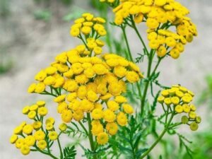 Bitter buttons, Tansy - Plant
