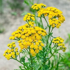Bitter buttons, Tansy - Plant