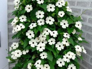 Thunbergia Alata White - Plant