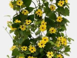 Yellow Thunbergia alata - Plant