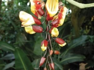 Thunbergia Mysorensis, Mysore Trumpet Vine - Plant