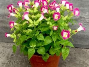 Pink Torenia - Plant