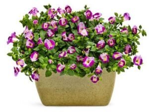 Purple Torenia - Plant