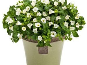 White Torenia - Plant