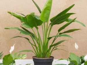 Travellar Palm - Plant