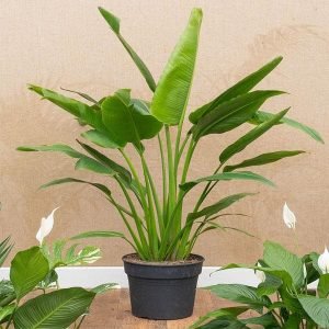 Travellar Palm - Plant