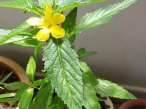 Turnera Ulmifolia, Sage Rose (Yellow) - Plant