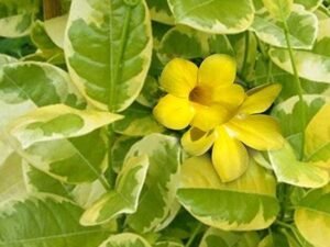 Variegated Allamanda, Allamanda cathartica (Yellow) - Plant