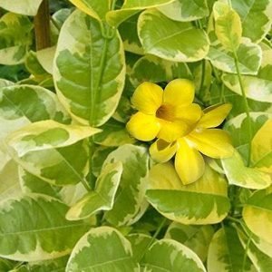 Variegated Allamanda, Allamanda cathartica (Yellow) - Plant