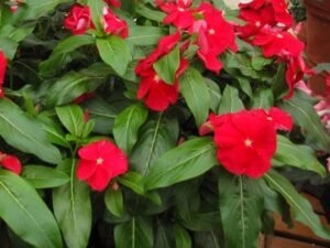 Red Vinca, Catharanthus roseus (Red) - Plant