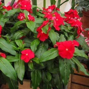 Vinca, Catharanthus roseus (Red) - Plant