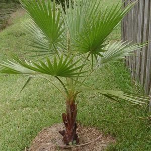 Desert Fan Palm, Washingtonia - Plant
