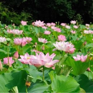 Water Lily (Any Color) - Plant