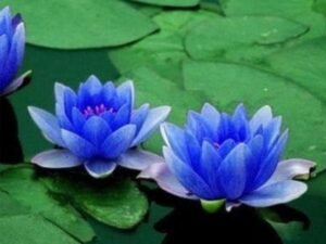 Water Lily, Nymphae Nouchali (Blue) - Plant