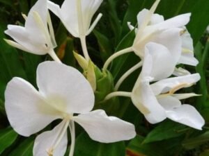 White Ginger Lily, Sontakka - Plant