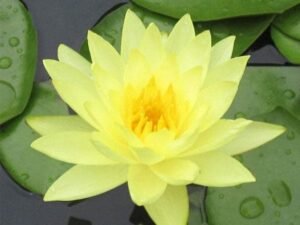 Yellow Water Lily - Plant