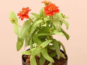 Zinnia elegans 'Orange King'- Plant