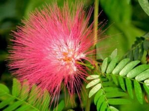Albizia saman, Rain Tree, Gulabi Siris - Plant