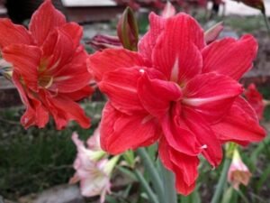 Amaryllis Lily Double ( Red ) - Plant