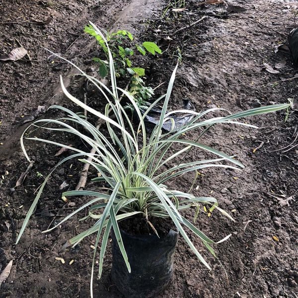 ophiopogon japonicus variegated