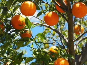 Orange Plant (Grafted) | Citrus sinensis