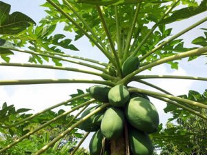 Dwarf Papaya Plant