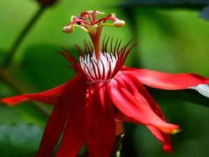 Buy Passiflora Incarnata Passion Flower, Krishnakamal, Passiflora (Red) at Wholesale Price