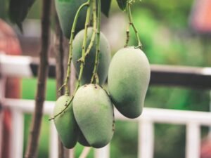 Chausa Aam, Mango grafted plant