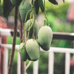 Chausa Aam, Mango grafted plant