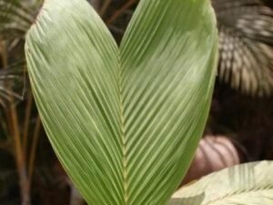 Buy Phoenicophorium Borsigianum/Stevensonia Borsigianum - Exotic Seychelles Palm Tree for Sale