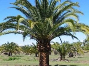 Beautiful Phoenix canariensis - Buy the Majestic Canary Island Date Palm Tree Online