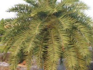 Exotic Dwarf Date Palms: Phoenix Pusilla, P. Zeylanica, Ceylon Date Palm, Inchu Palm & More!