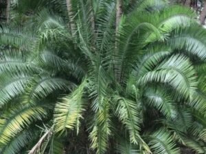 Buy Dwarf Date Palms - Phoenix pusilla, P. zeylanica, Ceylon Date Palm, Inchu Palm, Small Wind Date Tree