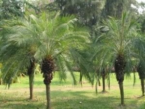 Buy the Stunning Phoenix roebelenii - The Perfect Miniature Date Palm for Your Garden!