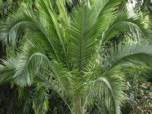 Buy Phoenix Rupicola, Cliff Date Palm, East Indian Wine Palm, Indian Date Palm & Wild Date Palm Trees Online - Fresh from Nursery