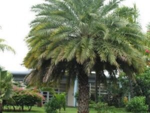 Buy Phoenix Sylvestris Wild Date Palm in Tree - Perfect for Shindi Wine Making