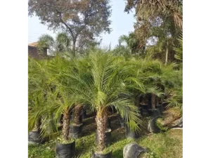 Phoenix Palm in chandigarh (Phoenix Canariensis) | Canary Island Date Palm | For Landscapers/Lawn Owners/ House Garden