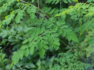 Drum stick / Sehjan/ Moringa Oleifera Tree
