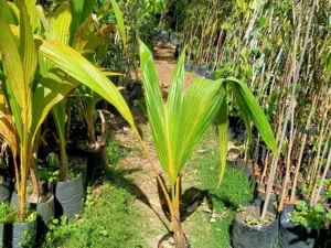 Nariyal, Coconut Tree (Golden)  Plant