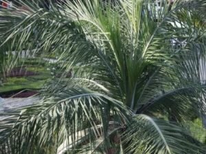 Buy the Exotic Wine Palm, Buccaneer Palm, Cherry Palm, Pseudophoenix vinifera, and P. lediniana Trees Online Today