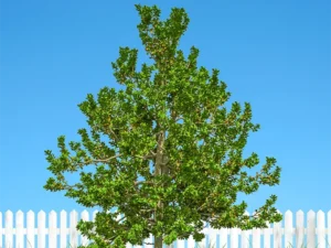 Terminalia Bellirica Tree (Baheda)